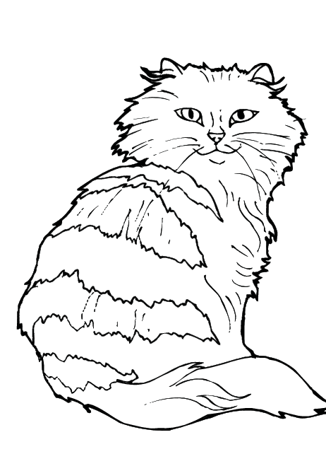 Cats 6